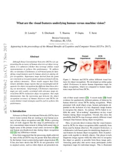 What are the visual features underlying human versus machine vision?