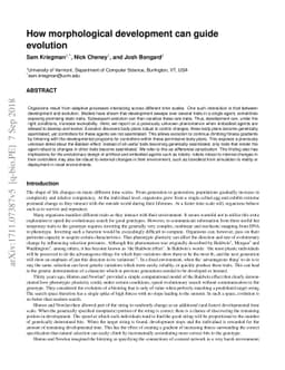 How morphological development can guide evolution