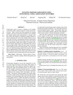Synaptic Partner Assignment Using Attentional Voxel Association Networks