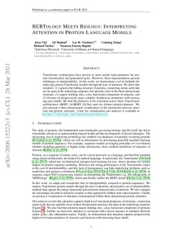 BERTology Meets Biology: Interpreting Attention in Protein Language
  Models