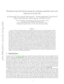 Simulation-supervised deep learning for analysing organelles states and
  behaviour in living cells