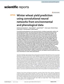 Winter wheat yield prediction using convolutional neural networks from
  environmental and phenological data