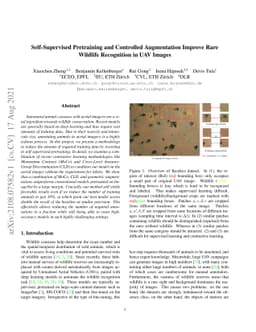 Self-Supervised Pretraining and Controlled Augmentation Improve Rare
  Wildlife Recognition in UAV Images