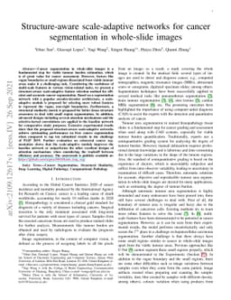 Structure-aware scale-adaptive networks for cancer segmentation in
  whole-slide images