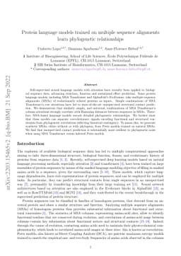 Protein language models trained on multiple sequence alignments learn
  phylogenetic relationships