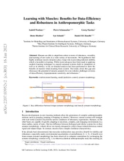 Learning with Muscles: Benefits for Data-Efficiency and Robustness in
  Anthropomorphic Tasks