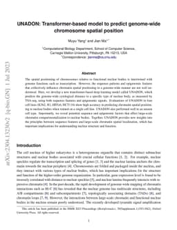 UNADON: Transformer-based model to predict genome-wide chromosome
  spatial position