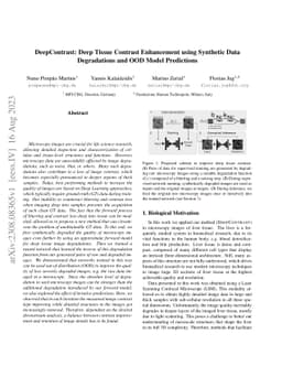 DeepContrast: Deep Tissue Contrast Enhancement using Synthetic Data
  Degradations and OOD Model Predictions