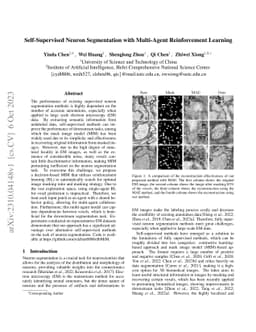 Self-Supervised Neuron Segmentation with Multi-Agent Reinforcement
  Learning