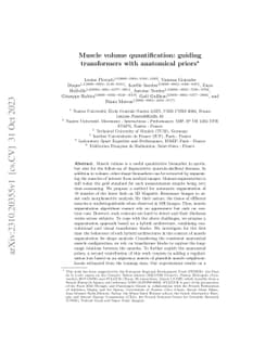 Muscle volume quantification: guiding transformers with anatomical
  priors
