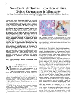 Skeleton-Guided Instance Separation for Fine-Grained Segmentation in
  Microscopy