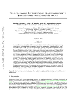 Self-Supervised Representation Learning for Nerve Fiber Distribution
  Patterns in 3D-PLI
