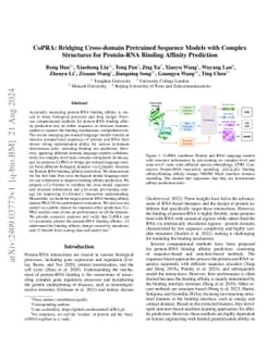 CoPRA: Bridging Cross-domain Pretrained Sequence Models with Complex Structures for Protein-RNA Binding Affinity Prediction