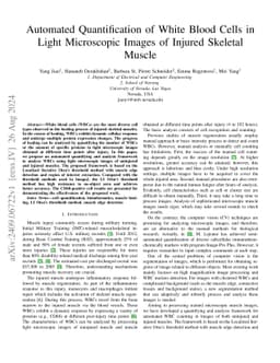 Automated Quantification of White Blood Cells in Light Microscopic
  Images of Injured Skeletal Muscle