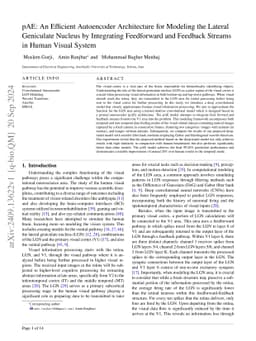 pAE: An Efficient Autoencoder Architecture for Modeling the Lateral
  Geniculate Nucleus by Integrating Feedforward and Feedback Streams in Human
  Visual System