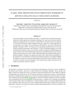 Label-free prediction of fluorescence markers in bovine satellite cells
  using deep learning