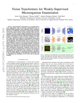Vision Transformers for Weakly-Supervised Microorganism Enumeration