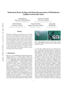 Model-based Metric 3D Shape and Motion Reconstruction of Wild Bottlenose Dolphins in Drone-Shot Videos
