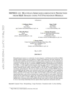 MIPHEI-ViT: Multiplex Immunofluorescence Prediction from H&E Images using ViT Foundation Models